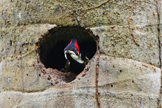 Panama: Baby Woodpecker Watching the Birders