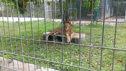 Koh Samui Aquarium & Tiger Zoo サムイ島　水族館 & タイガーZoo