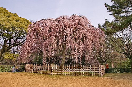 【写真】桜 : 京都御苑