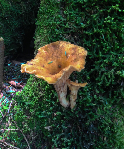 mushroom 6