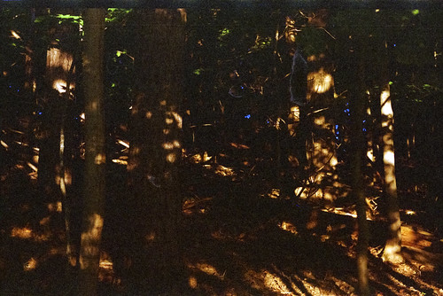 Light in Woods