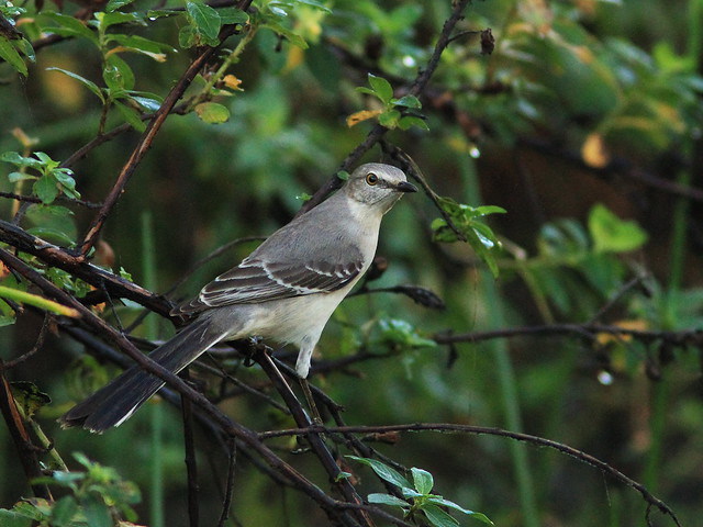 Northern Mockingbird 20140102
