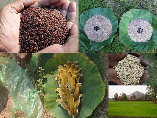 Validated and Potential Medicinal Rice Formulations for Hypertension and/with Diabetes mellitus Type 2 Complications (TH Group-278) from Pankaj Oudhia’s Medicinal Plant Database by Pankaj Oudhia