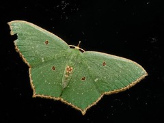 Geometridae, Thailand