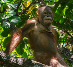 Borneo  2013