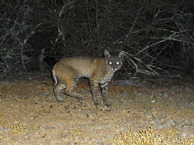 bobcat with notoedric mange