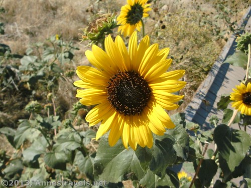 A sunflower along The Window Trail, Badlands National Park, South Dakota