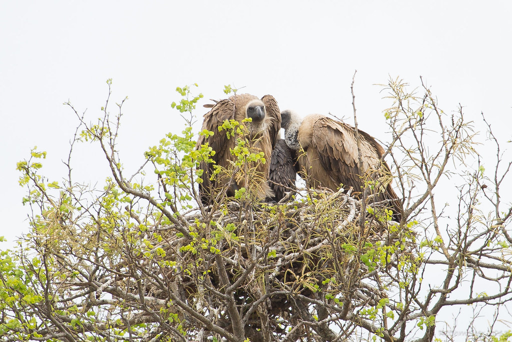African White-Backed Vulture (Gyps africanus)