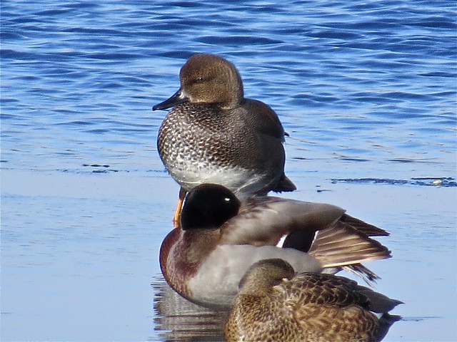 Gadwall and Mallard at the Kenneth L. Schroeder Wildlife Sanctuary in McLean County, IL 34