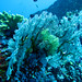 Under Water on the Similan Islands