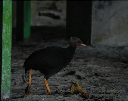 帛琉特有亞種營塚鳥（Megapodius  laperouse senex）具有鮮黃的大足。（圖片攝影：陳柏豪）