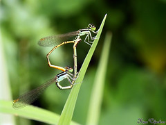 Coenagrionidae (Narrow winged damselflies / Marsh darts) നിലത്തന്മാർ