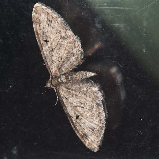 カバナミシャクの類　Eupithecia sp．