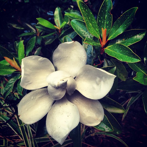 Magnolia (161/365) by elawgrrl