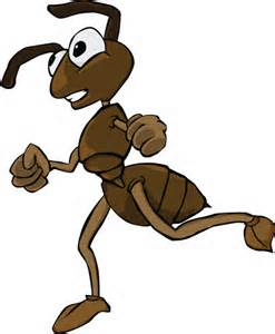 ant running