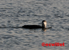 grebes, cormorants, loons, mergansers, coots