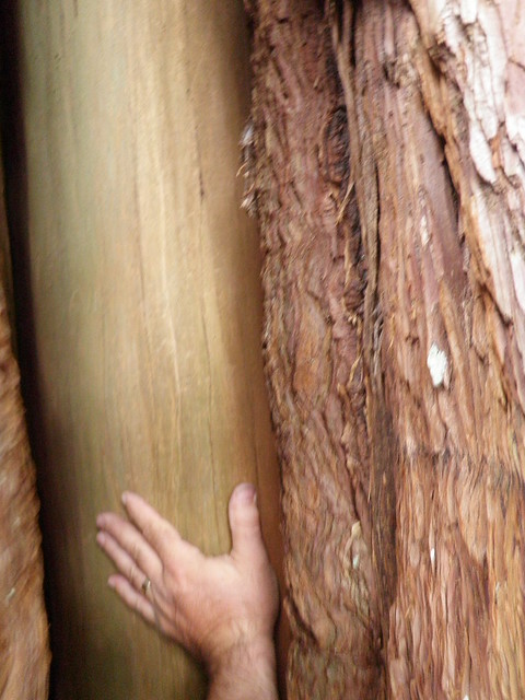Redwood Forest 082013-45