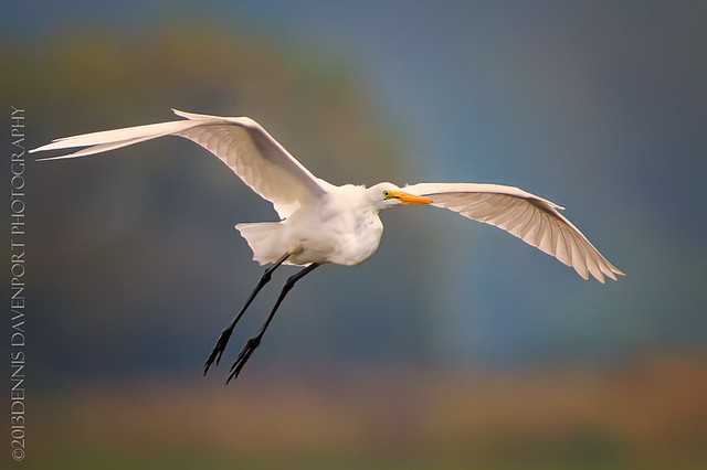 Soaring Great Egret