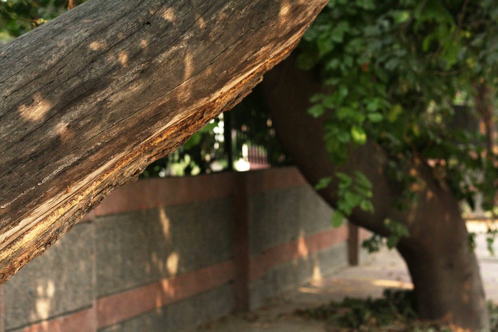 Trees of Delhi