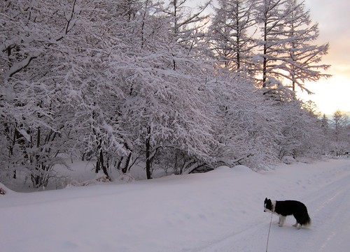 積雪後の夕方の散歩　2013年12月20日16:25 by Poran111