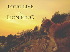LONG LIVE THE LION KING