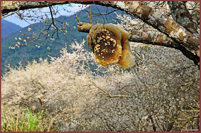 9-梅園蜂巢印象