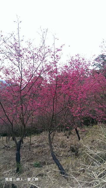 2014/1/31賞櫻花不用到陽明山，來三峽竹崙熊空生態有機茶園就可看到，很漂亮的花。
