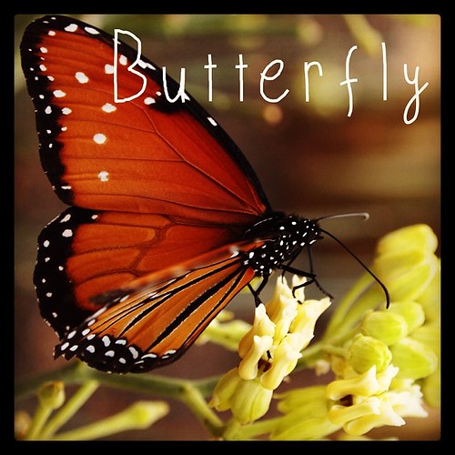 Garden Alphabet: Butterfly | A Gardener's Notebook