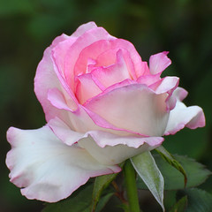 Schenectady Rose Garden 8-22-2012A