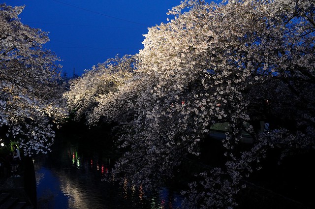 岩倉 五条川河畔の桜