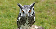 Skops Owl