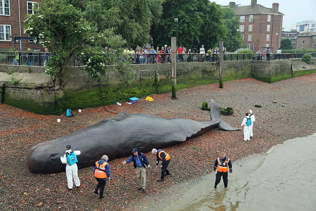 Greenwich Whale