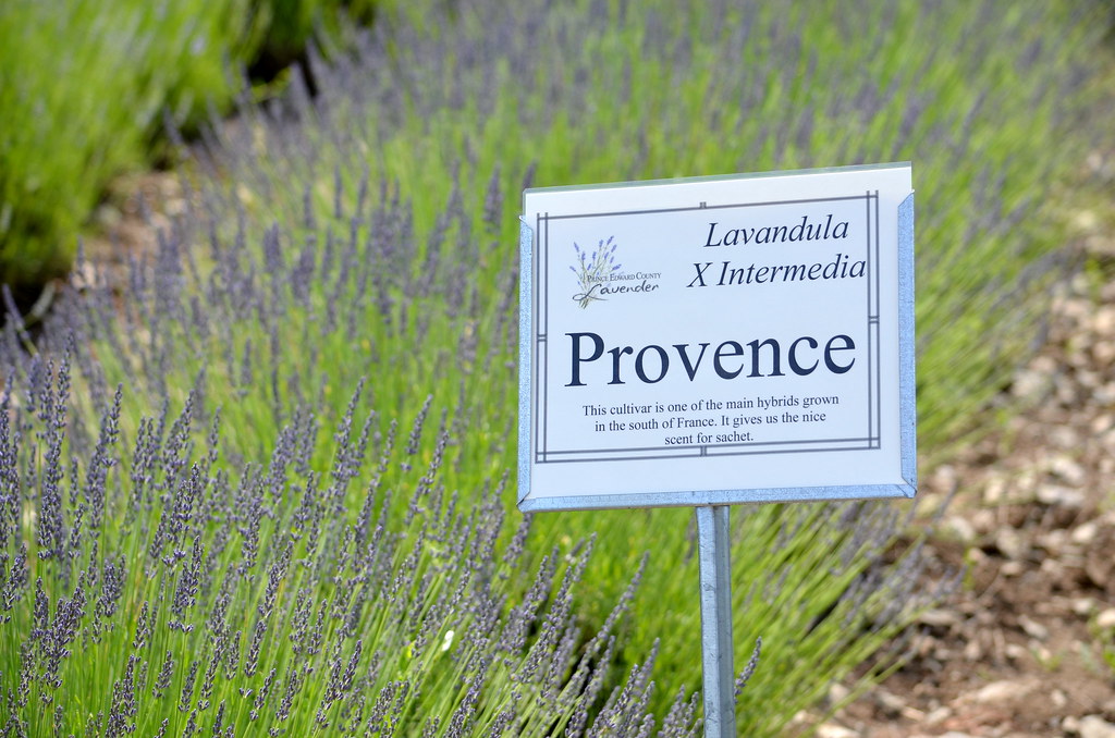 Lavender Festival in Prince Edward Country