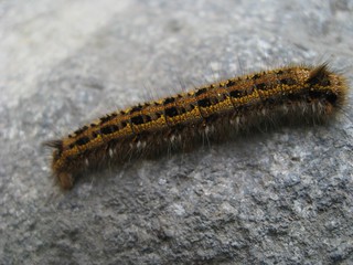 fuzzy caterpillar