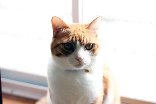 Orange-Tabby-Cat