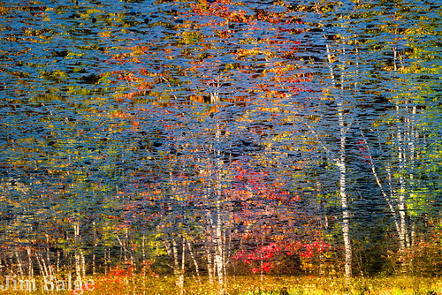 Swamp Maple Reflection Abstract