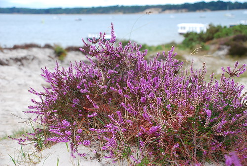 石楠，九月時會開出紫色小花，攝於Studland Beach。