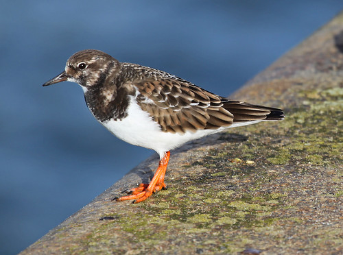 Turnstone Ramsgate Harbour by Kinzler Pegwell