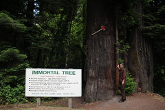 bryan and the immortal tree