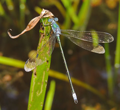 Amber-winged Spreadwing 