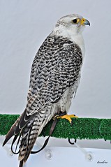 Falcão-gerifalte. Falco rusticolus (Nº289 C)