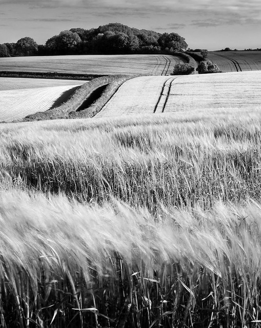 Fields of barley