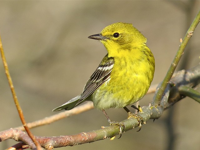 Pine Warbler at Ewing Park in Bloomington, IL 48