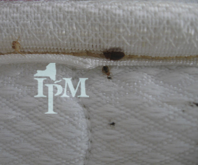 Bed Bug Evidence | Flickr - Photo Sharing!
