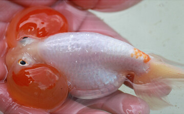 Bubble-eye de extreemste onder de goudvissen