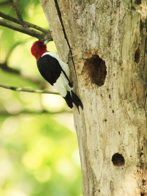 Red-headed Woodpecker drumming at nest tree 20130903