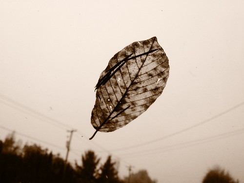 leafonthewind by Nature Morte