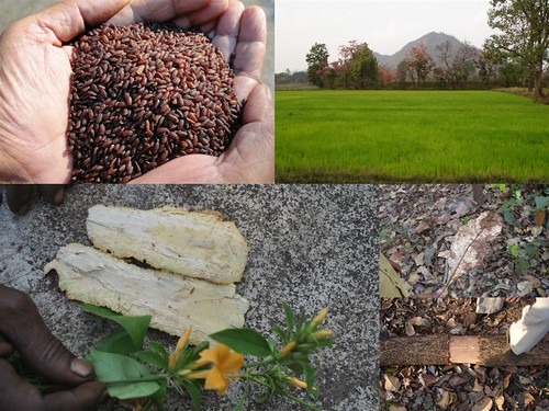 Validated and Potential Medicinal Rice Formulations for Diabetes (Madhu Prameha) and Cancer Complications and Revitalization of Kidney (TH Group-178) from Pankaj Oudhia’s Medicinal Plant Database by Pankaj Oudhia