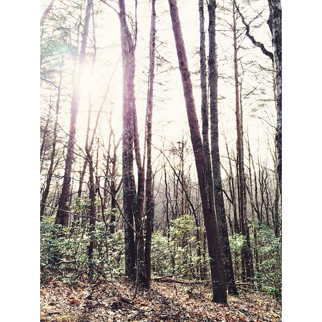 Lots of bare #trees.  #pictapgo_app #hiking #amicalolafalls #familyvacation