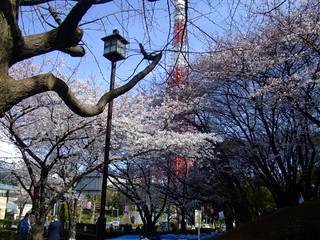 朝8時半・桜